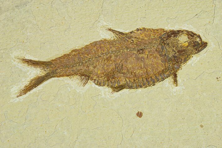 Fossil Fish (Knightia alta) - Wyoming #295605